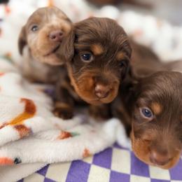Sol - Chocolate and tan female Dachshund puppy in Hialeah, Florida from Slinky Doxie 305
