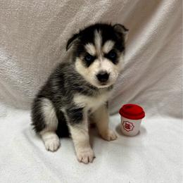 Nixie - Black and white female Siberian Husky puppy in Columbus, Nebraska from Happy Howlin' Smokey Mountain Huskies