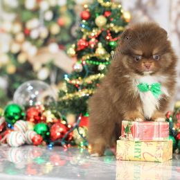 AKC Chestnut - Chocolate and tan male Pomeranian puppy in Sacramento, California from My Precious Poms
