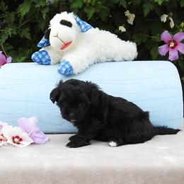 Willow - Black and white female Havanese puppy in Salt Lake City, Utah from Steal Your Heart Havanese