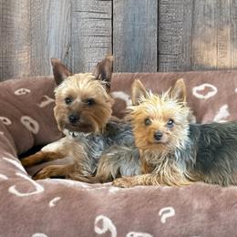 Yorkshire Terrier puppies from SATA Kennels