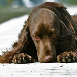Field Spaniel All Grown Up from SandsCape Field Spaniels