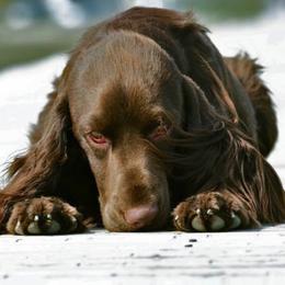 Field Spaniel All Grown Up from SandsCape Field Spaniels