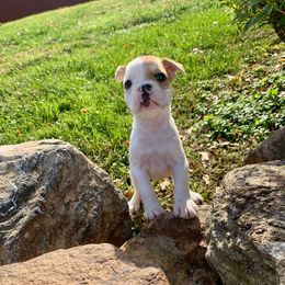 Moo Chocolate - Cream male French Bulldog puppy in Coatesville, Pennsylvania from The Chipper Frenchie