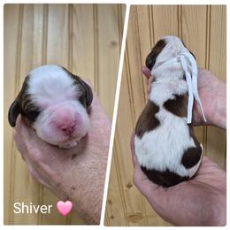 Shiver - Red and white female English Springer Spaniel puppy in Freeland, Michigan from McNally's Springer Spaniels