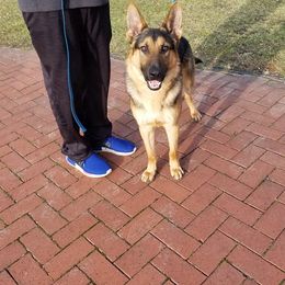 German Shepherd All Grown Up from Vom Feuerlands