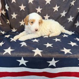 Benedict - Parti male Goldendoodle puppy in Barstow, California from Golden Desert Doodles