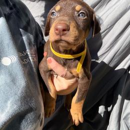 Reese - Red and rust female Doberman Pinscher puppy in Ludowici, Georgia from Royal Destiny Kennels