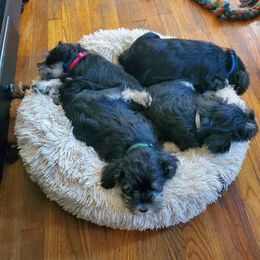 Miniature Schnauzer Puppies from Nature's Nook
