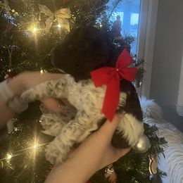 Boy 2 - Lagotto Romagnolo puppy from Sherlyn Kennels