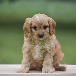 Ron - Red male Cavapoo puppy in Narvon, Pennsylvania from Stoltzfus Family Puppies (license number 18844)
