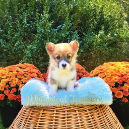 Nile - Sable male Pembroke Welsh Corgi puppy in Hickory, South Carolina from Whimsical Treasure Corgis