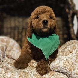 Laredo - Red  male Goldendoodle puppy in Bonham, Texas from Happy Valley Puppies