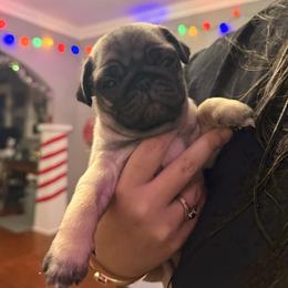 Bolt - Fawn male Pug puppy in Vader, Washington from Tanori Kennels