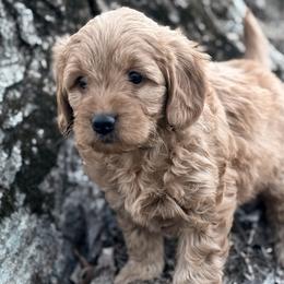 Cavalier King Charles Spaniels, Cavapoos, Goldendoodles, and Poodles from Harvest Creek