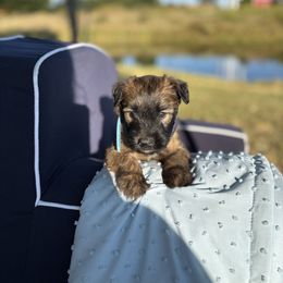 Mr Bingley's (blue) - Wheaten male Soft Coated Wheaten Terrier puppy in Rising Sun, Indiana from Ruby Lane Doodles