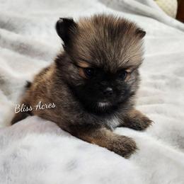 Carolina - Red sable female Pomeranian puppy in Ponca City, Oklahoma from Bliss Acres Farm