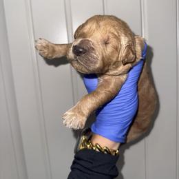 Boy 1 - Apricot male Goldendoodle puppy in Fayetteville, Arkansas from Silver Hill Farm