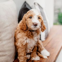 Goldendoodle Puppies from Deer Valley Doodles