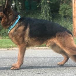Louis - German Shepherd