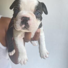 Blue/ boy 1 - Black brindle and white Boston Terrier puppy in Ellicott City, Maryland from Thee Puppy Lady🐾