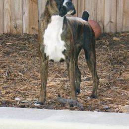 Boxer All Grown Up from Dizara Boxers