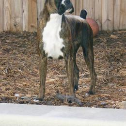 Boxer All Grown Up from Dizara Boxers