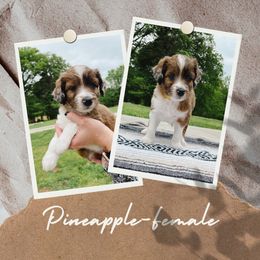 Girl 4 - Red merle Aussiedoodle puppy in Kevil, Kentucky from HK Aussiedoodles