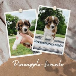 Girl 4 - Red merle Aussiedoodle puppy in Kevil, Kentucky from HK Aussiedoodles