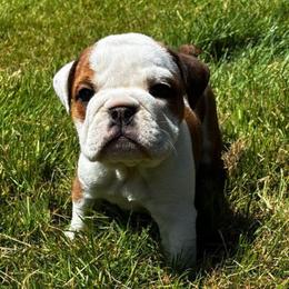 Lola - Red brindle and white female Bulldog puppy in Arlington, Washington from Stout's Hunting Labs and trsbullies