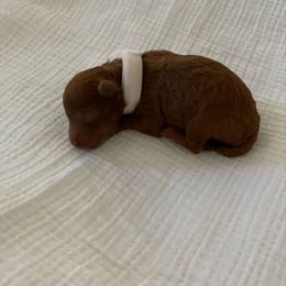White collar boy - Red  male Poodle puppy in Bakersfield, California from Pups and Paws Toy Poodles