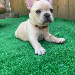 French Bulldog Puppies from Roughneck Frenchies