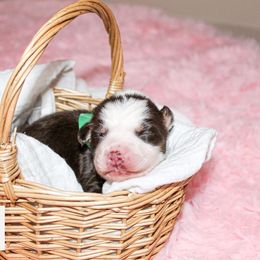 Miniature Australian Shepherd Puppies from Yarborough Kennels