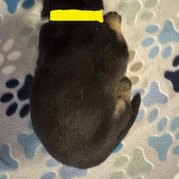 Yellow - Black male German Shepherd puppy in La Follette, Tennessee from Moore German Shepherds