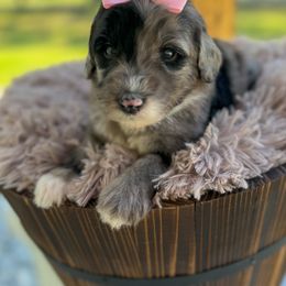 Bernedoodle and Goldendoodle Puppies from Cozy Creek Doodles
