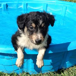 Border Collie Puppies from Bond Border Collies