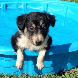 Border Collie Puppies from Bond Border Collies