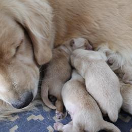 Female puppy matched to you - Golden female Golden Retriever puppy in Lemoore, California from UnrivaledGoldens