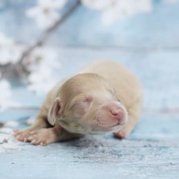 LEORA - AKC On Hold - Cream female Dachshund puppy in Graceville, Florida from Misty's 101 Doxies