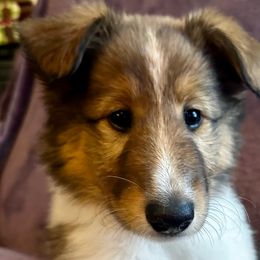 Lily - Sable Collie puppy in Callahan, Florida from Kindred Spirit Collies