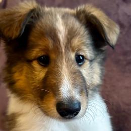 Lily - Sable Collie puppy in Callahan, Florida from Kindred Spirit Collies