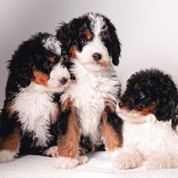 Aussiedoodles, Bernedoodles, Cavapoos, and Goldendoodles from Timp Doodles