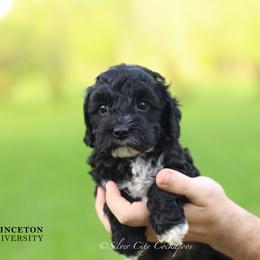 Princeton - Black male Cockapoo puppy in Canastota, New York from Silver City Cockapoos