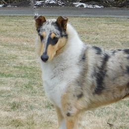Collies from Kimegan Collies