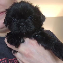 Girl 1 - Black and white female Shih Tzu puppy in Augusta, Maine from Zulas Shih Tzu of Maine