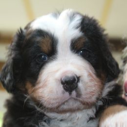 Bernese Mountain Dog Puppies from Baby Bear Bernese Kennel