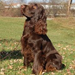 Field Spaniels from Kingsbury Run Kennels