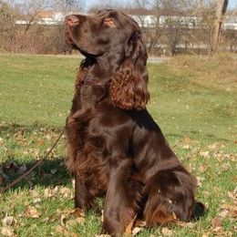 Field Spaniels from Kingsbury Run Kennels