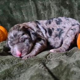 Spice - Blue merle female Sheepadoodle puppy in Austin, Texas from Darling Doodles