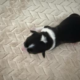 Easy - Black and white male American Corgi puppy in Decatur, Texas from Bar S Corgis